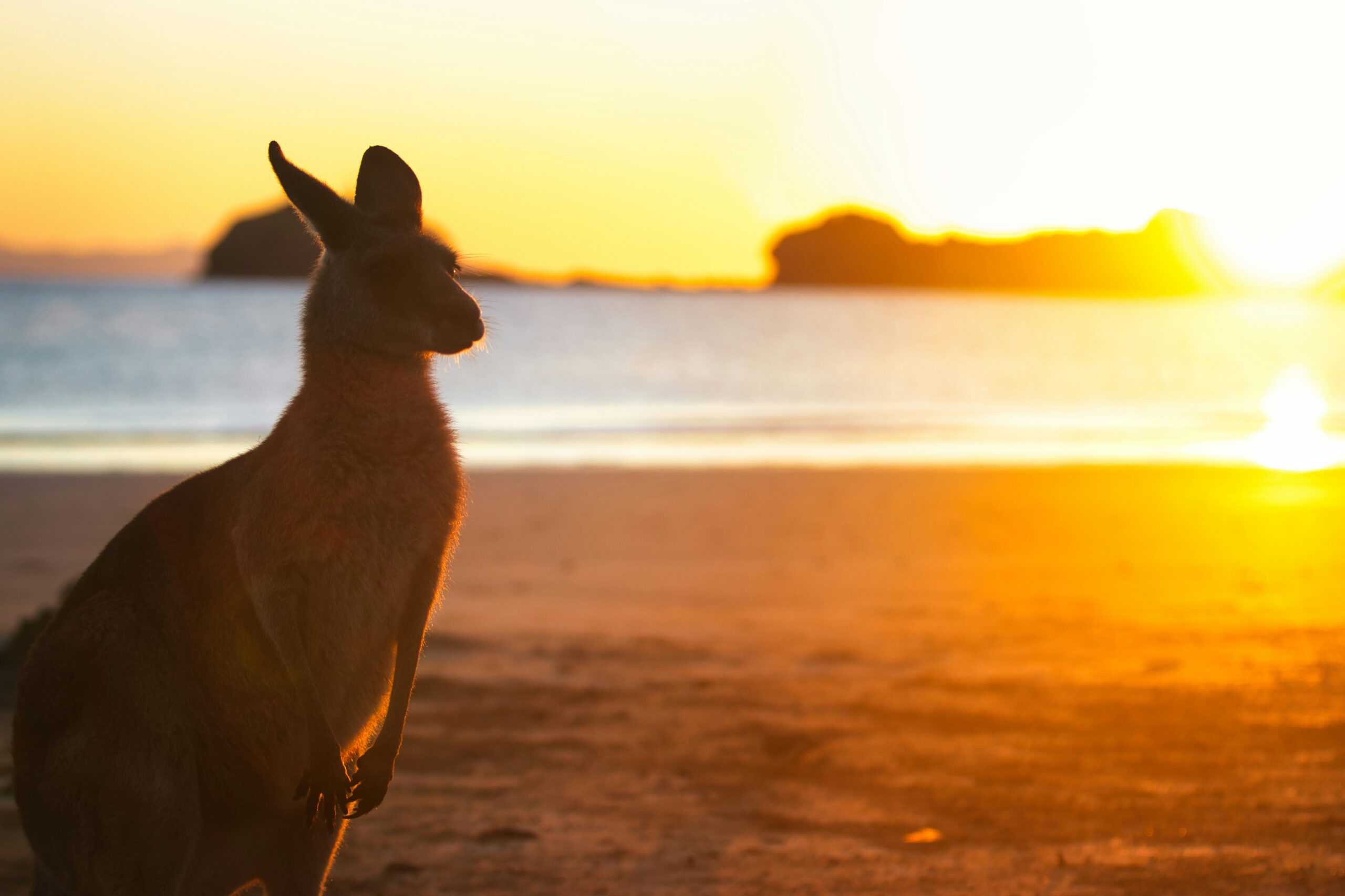 paws and prints f4subnovtne unsplash