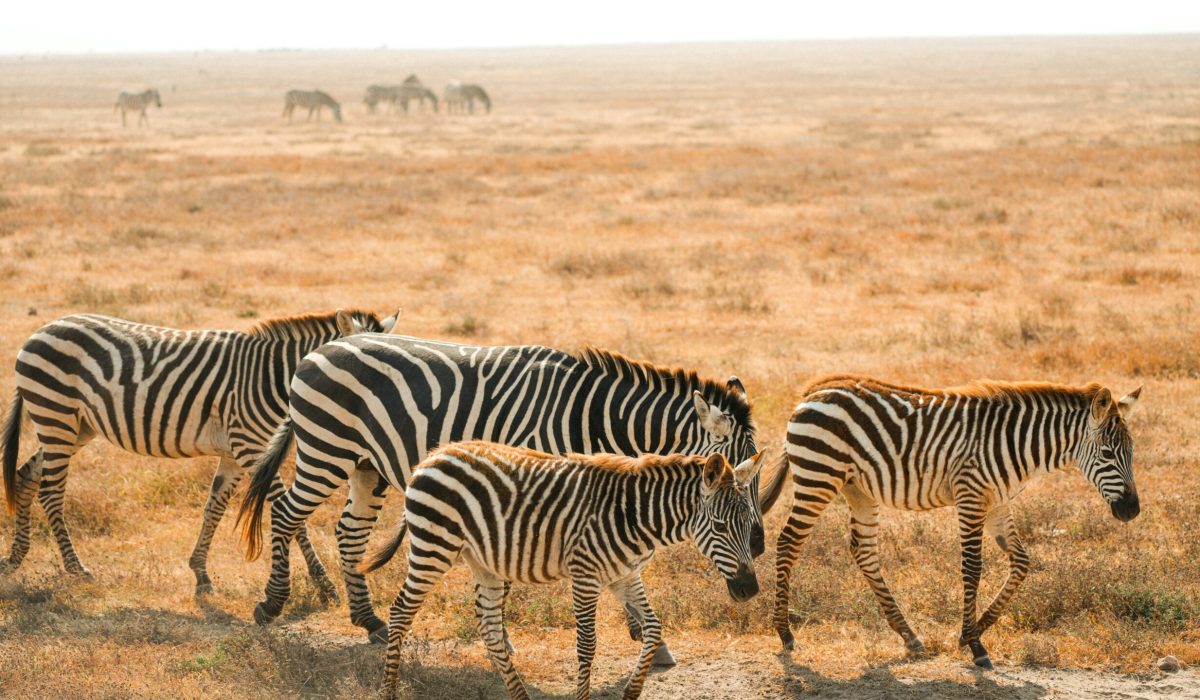 alex ning 69mhzoa3ft0 unsplash